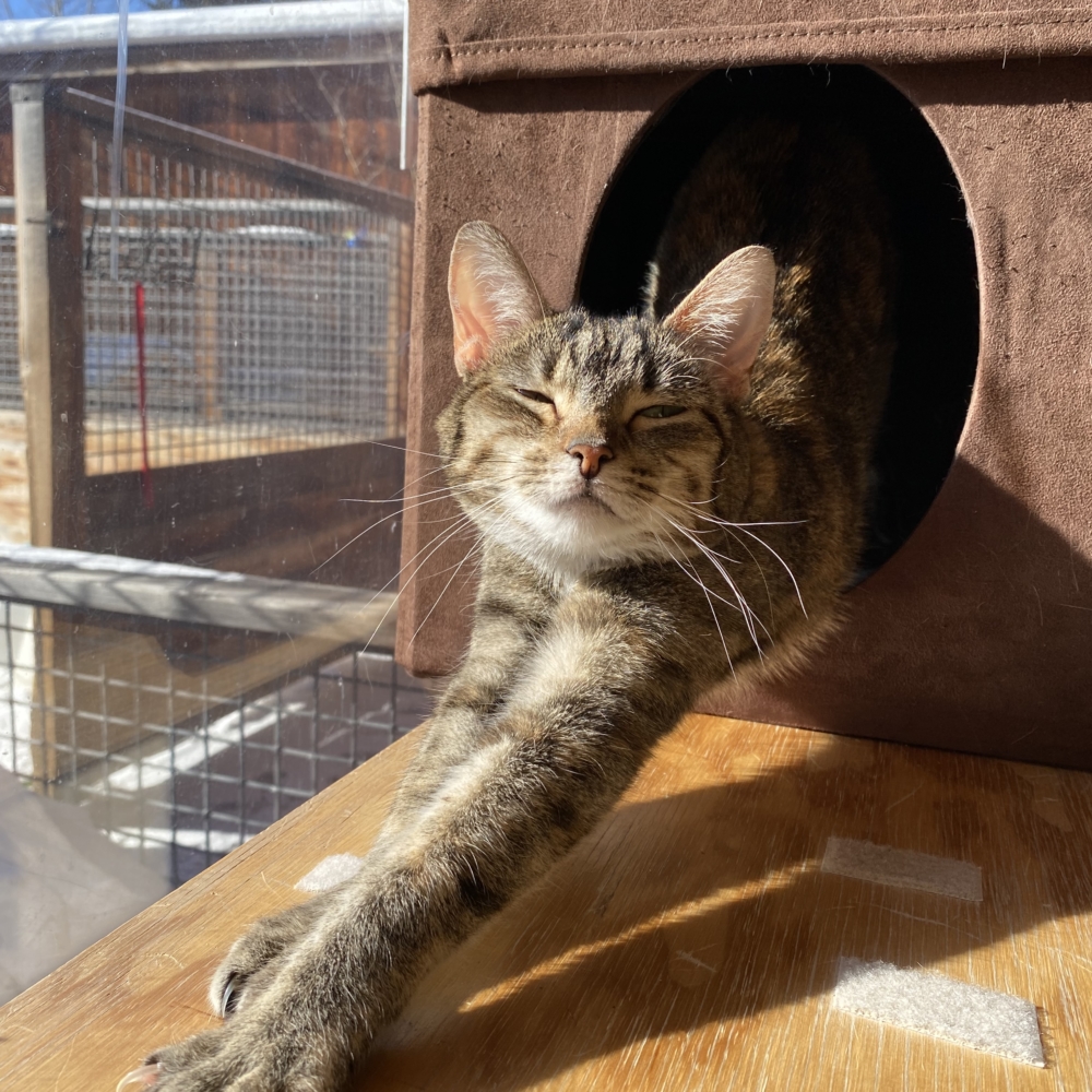 Introducing A New Cat To Your Home - Animal Adoption Center