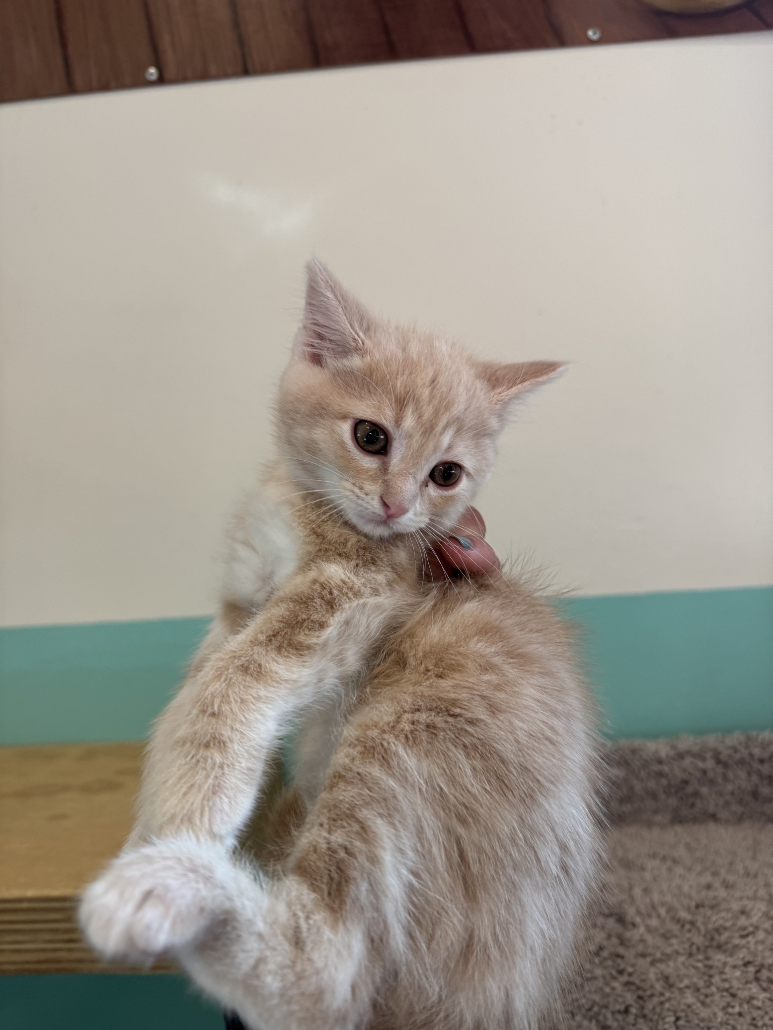 Mayo Animal Adoption Center