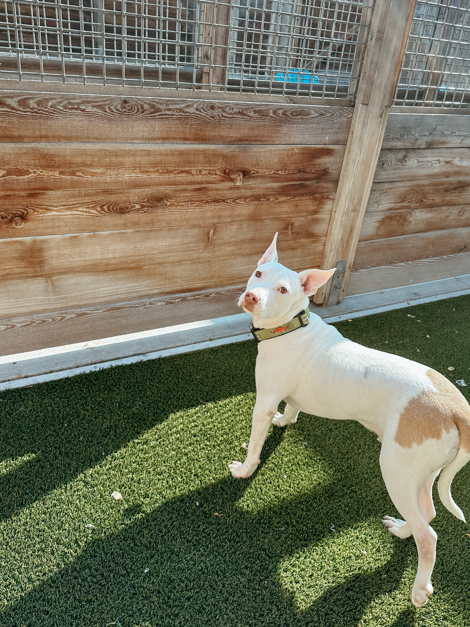 Ray Animal Adoption Center