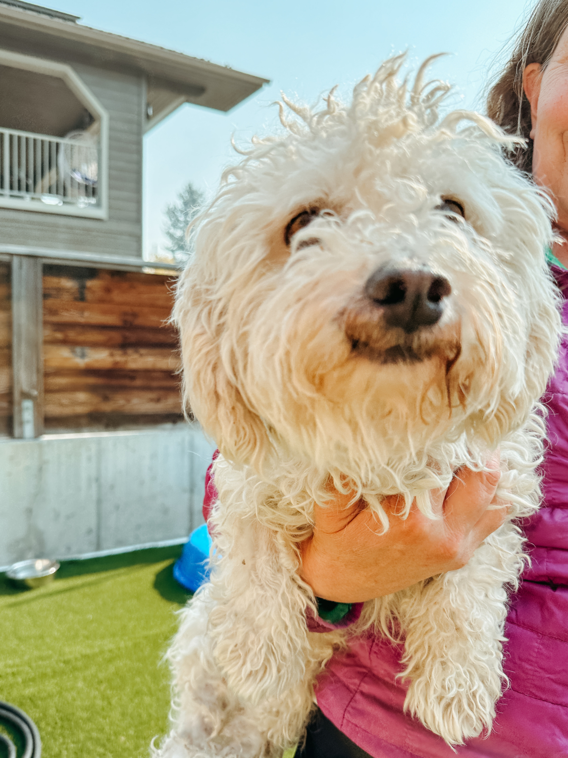 Walrus Animal Adoption Center